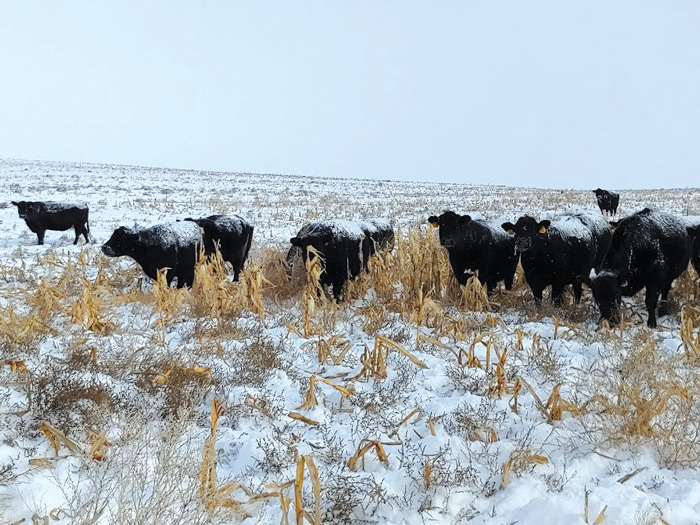 Winter Corn Grazing Study Performed In Eastern Montana - The Roundup